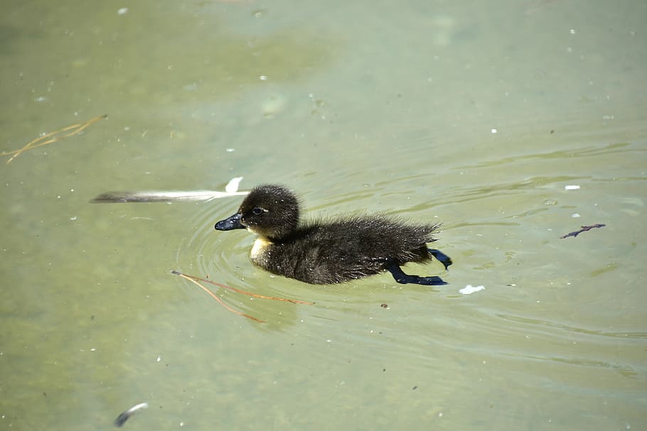 birds, ducks, animals, plumage, pond, animal themes, water HD wallpaper