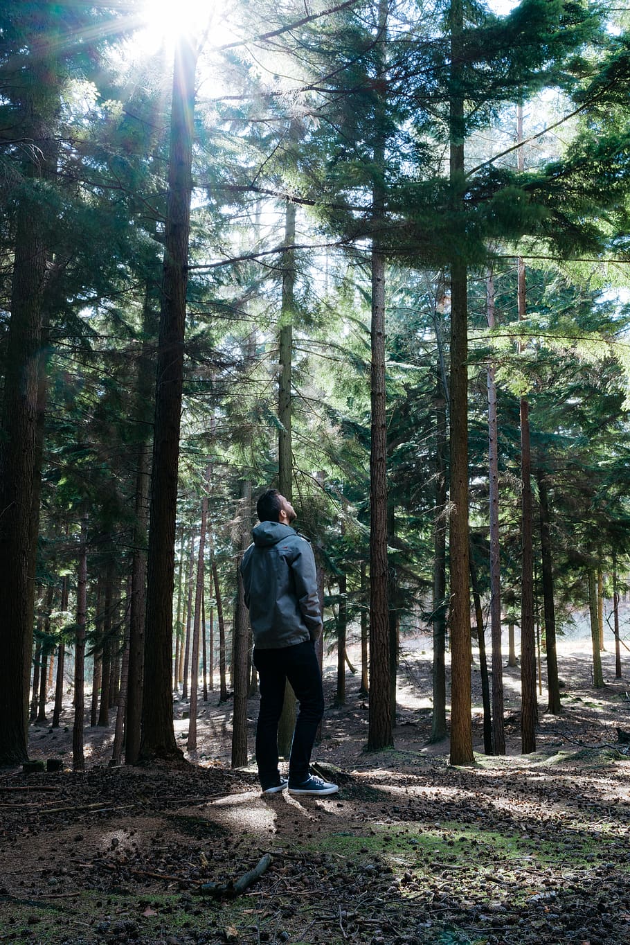 forest, tree, nature, natural, travel, adventure, man, people HD wallpaper