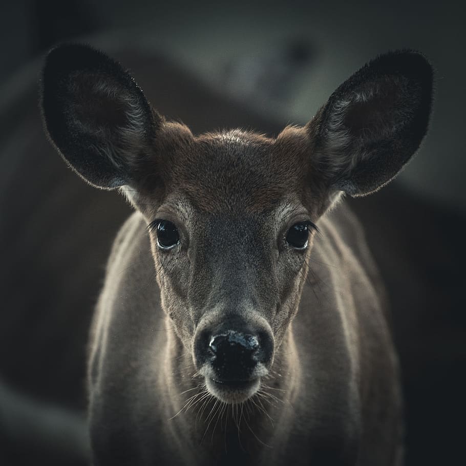 selective focus photography of brown deer, ear, face, wilderness HD wallpaper