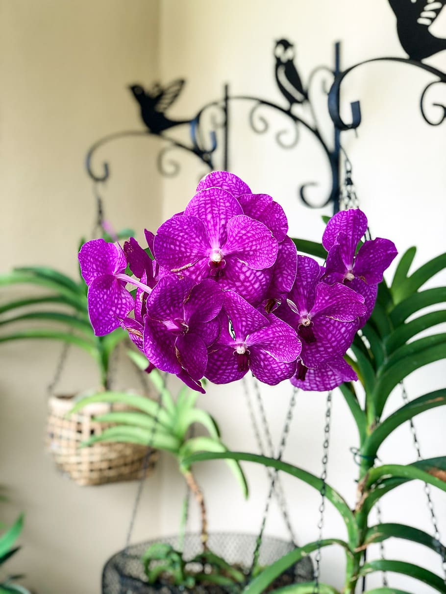 wanda, orchids, flower, flowers, exotic, flowering, outbreak HD wallpaper