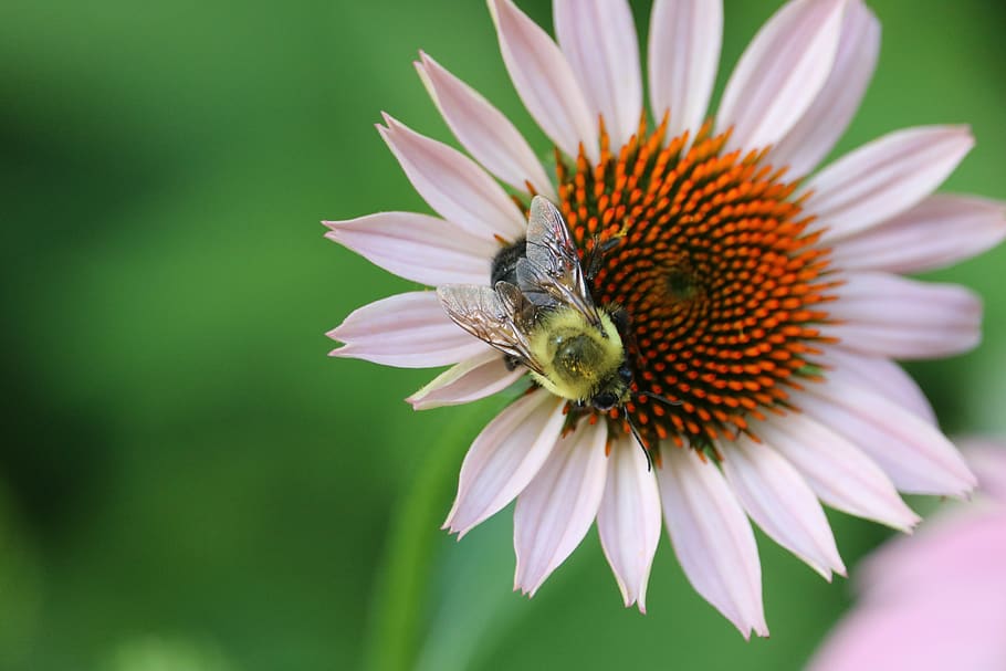 flower, bee, nature, pollen, yellow, summer, garden, petals HD wallpaper