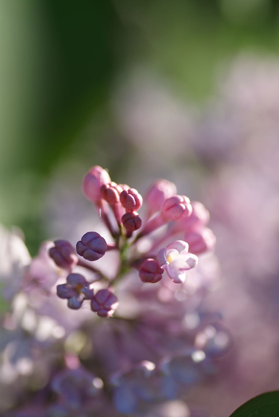 Selective Focus Photo of Pink Flower, bloom, blossom, buds, flora HD wallpaper