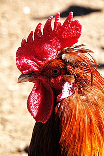 hahn, cockscomb, poultry, farm, animal, gockel, bill, male HD wallpaper