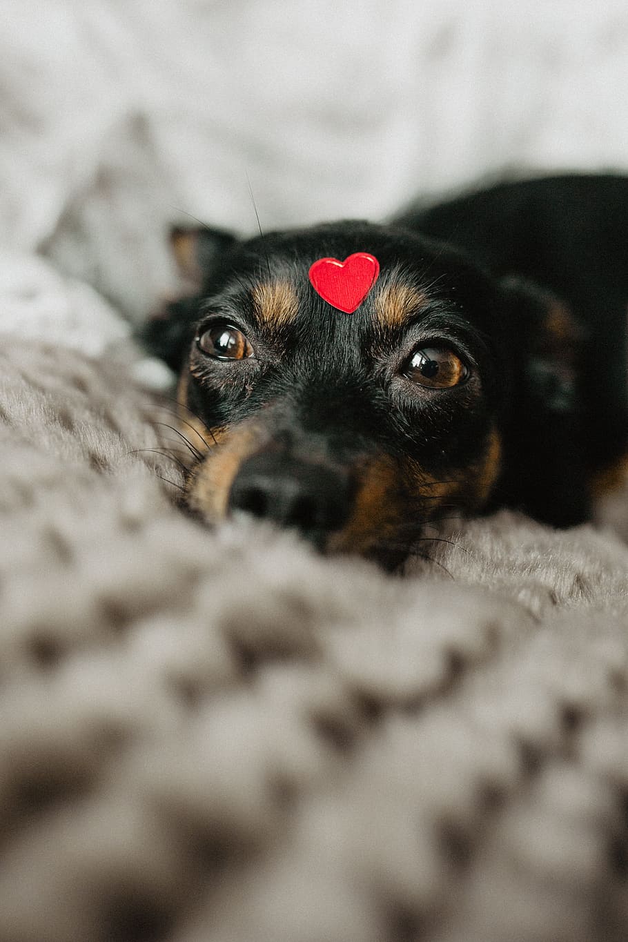 A dog with heart on head, pet, animal, cute, puppy, adorable