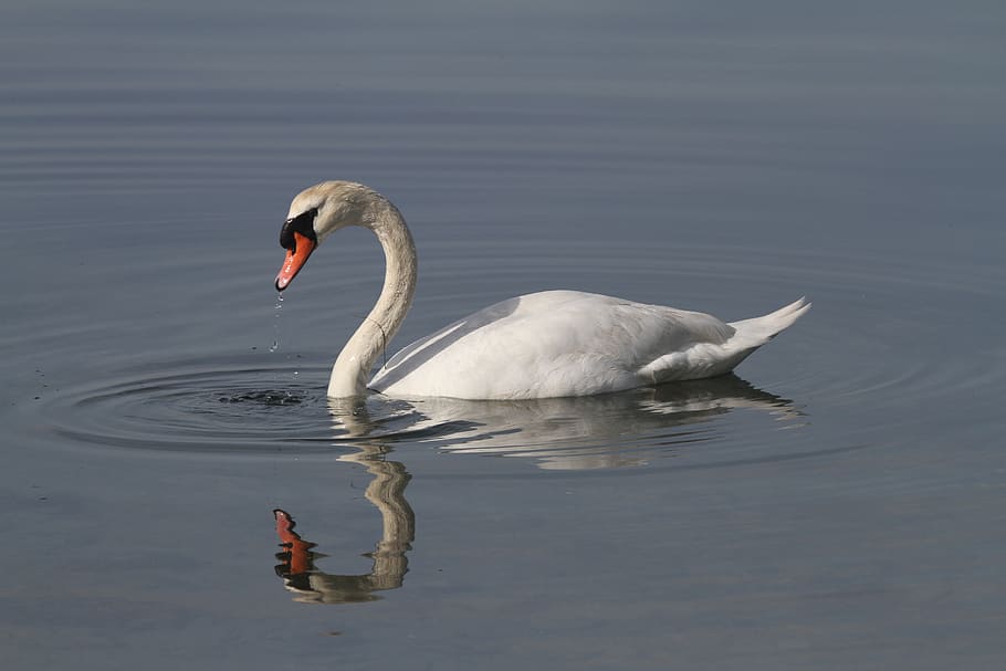 swan, pond, reflection, animal themes, water, animal wildlife HD wallpaper