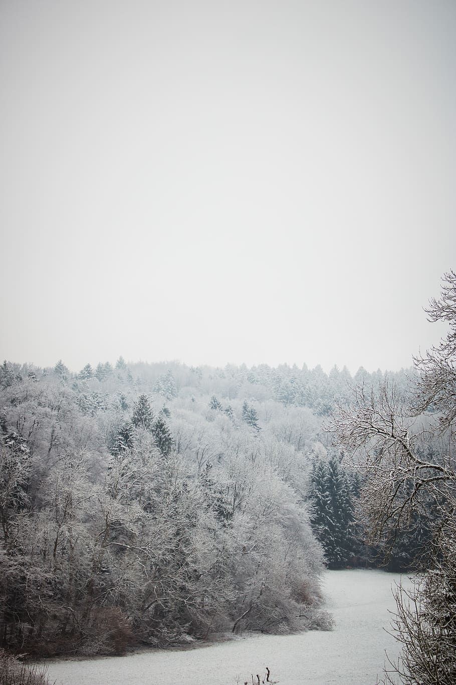 snow covered trees under white sky, ice, frost, outdoors, nature HD wallpaper