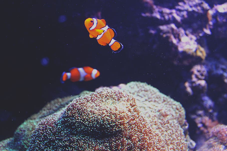fish, sea, ocean, clown fish, reef, animal, animal themes, animal wildlife HD wallpaper