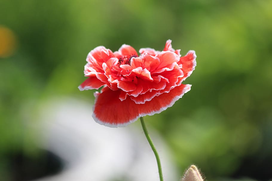 mack, plant, flower, bloom, red, green, terry, flora, beauty HD wallpaper