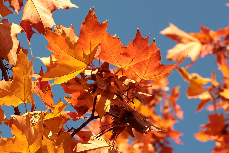 red maple leaf during daytime, veins, tree, flora, plant, choceradská HD wallpaper