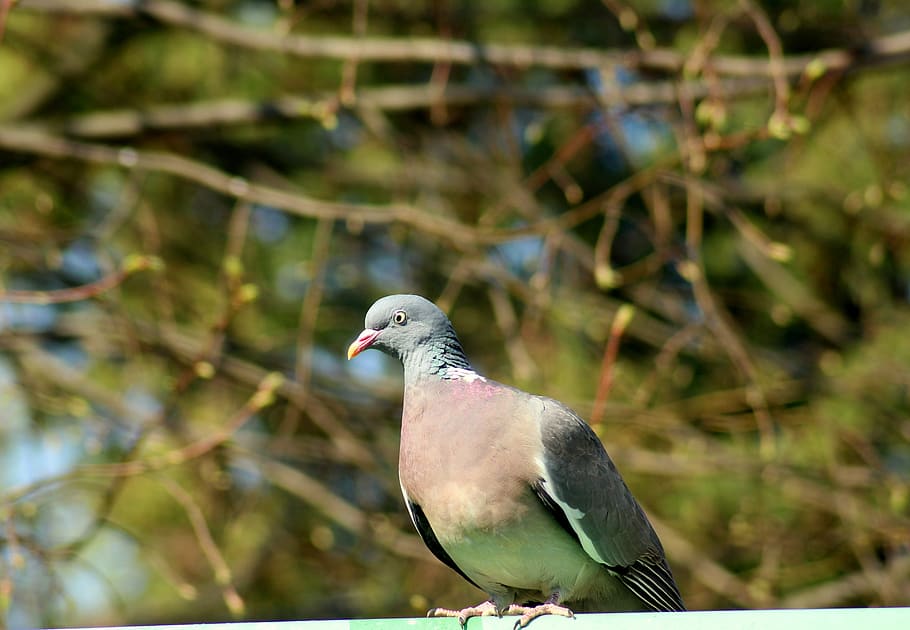 dove, bird, beak, feathers, nature, animals, birds, vertebrate HD wallpaper