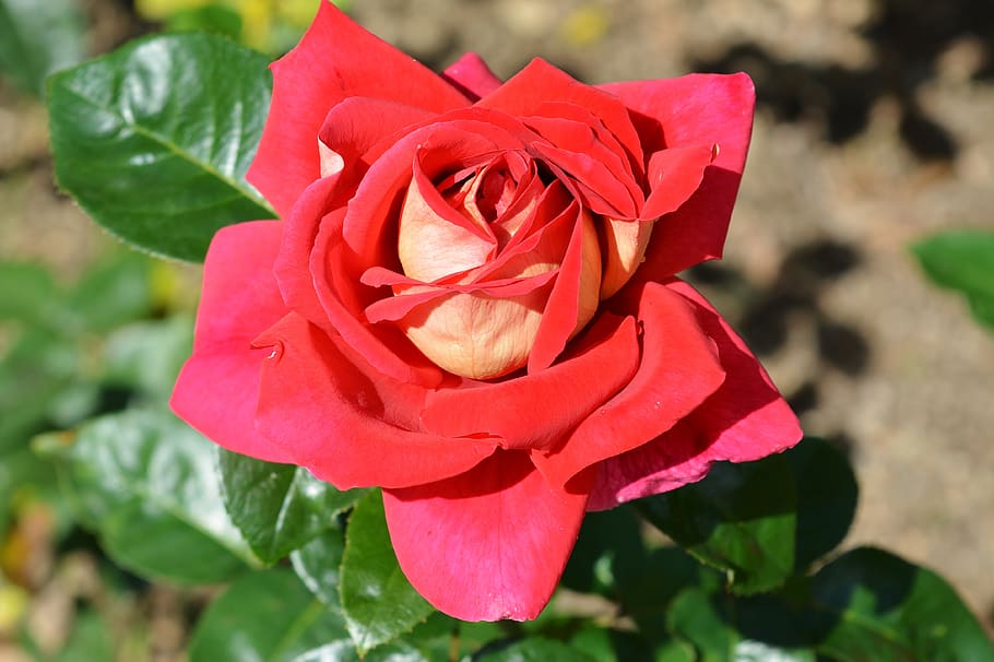 rose, blossom, bloom, red, nature, garden, floribunda, flowering plant HD wallpaper