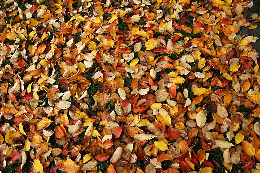 yellow and red leaves on grass field, fall, autumn, floor, gold HD wallpaper