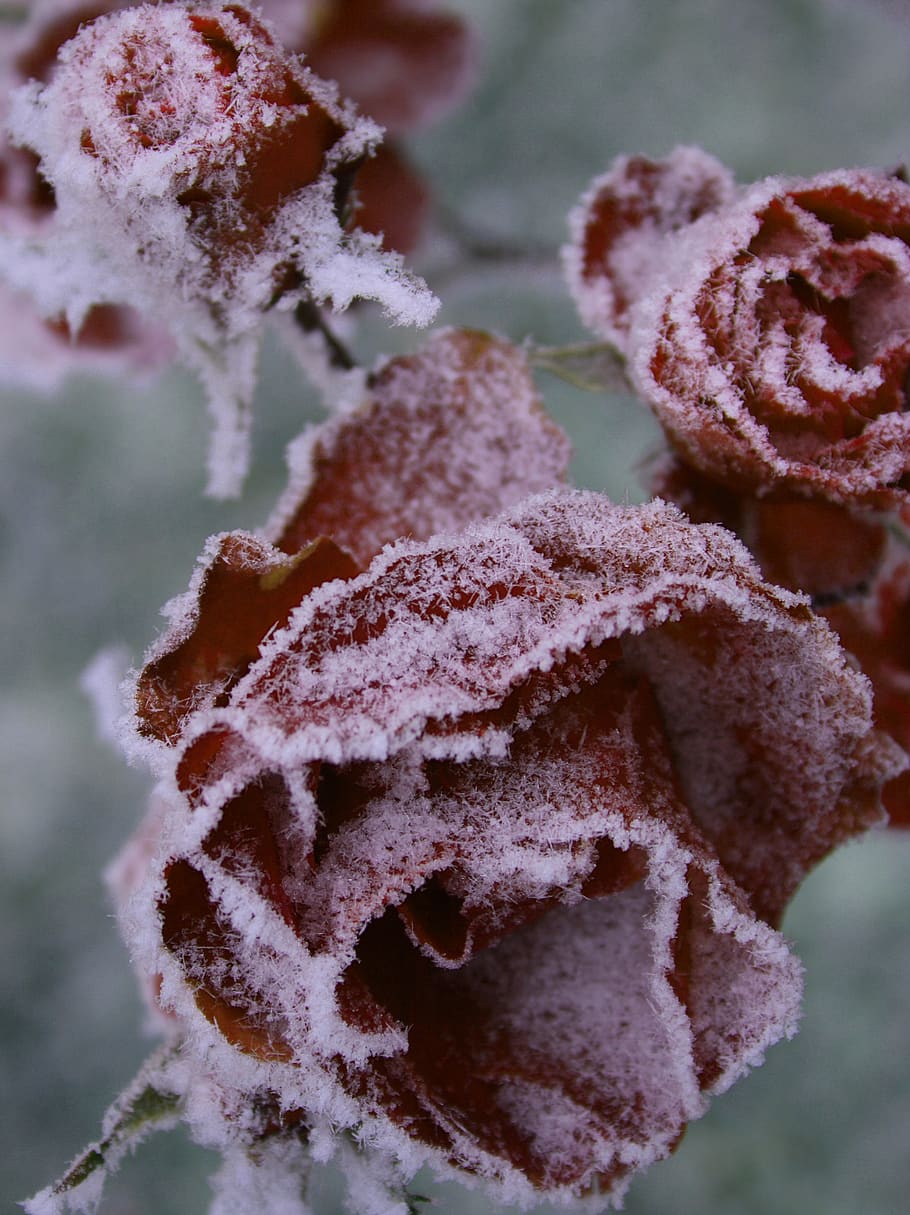 frost, winter, nature, snow, frozen, flower, rose, cold temperature HD wallpaper