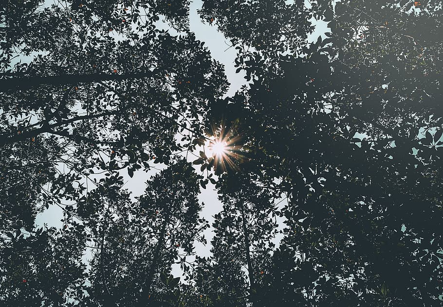 summer, nature, wallpaper, 2018, natural, colors, effect, beautiful HD wallpaper