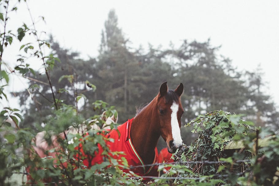 horse, trees, bush, domestic, mammal, domestic animals, animal themes HD wallpaper
