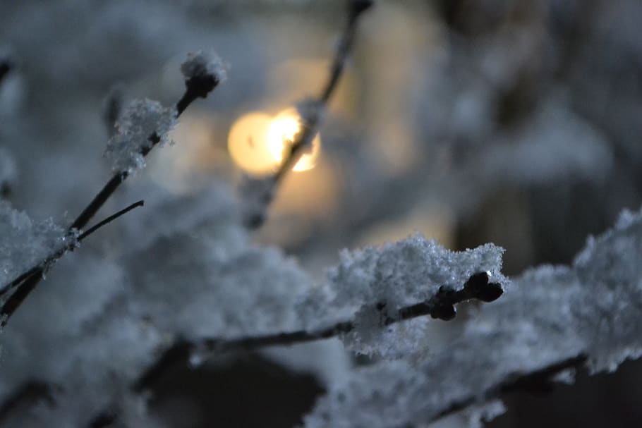 snow, contrast, light, upclose, cold, buds, spring, winter HD wallpaper