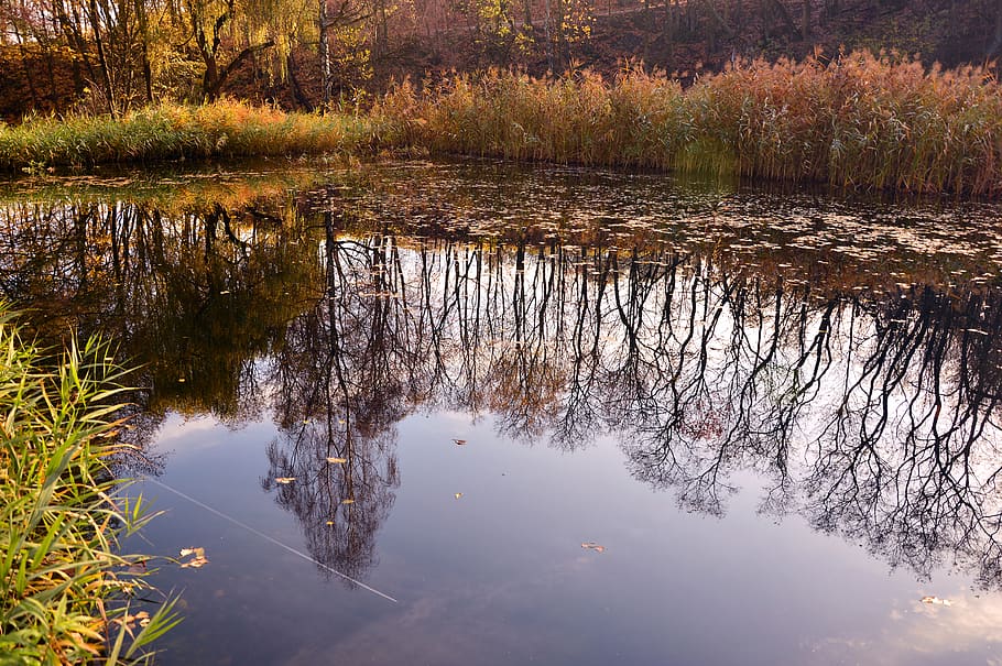 pond, water, mirroring, reflection, trees, landscape, nature HD wallpaper