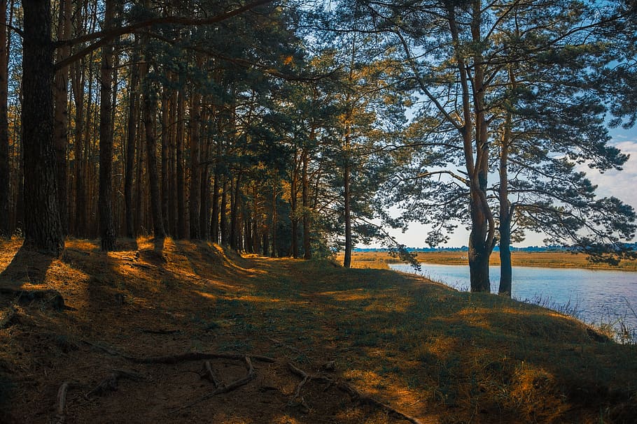 Brown Trees Near Body of Water, daylight, environment, forest HD wallpaper