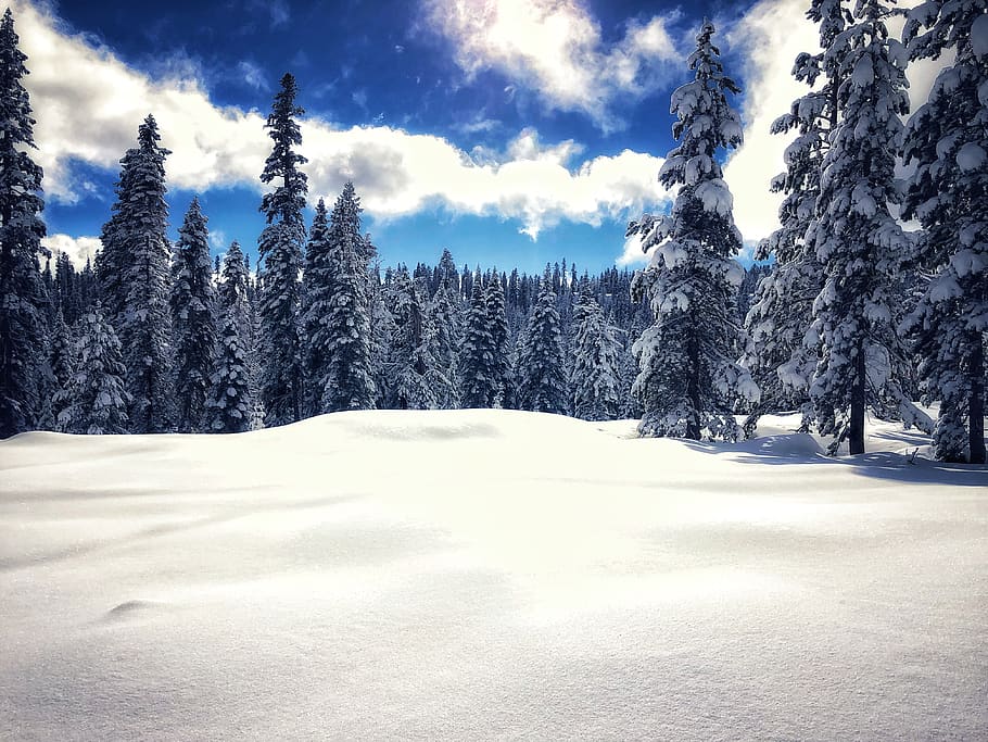 snow capped pine trees during daytime, abies, fir, plant, nature HD wallpaper