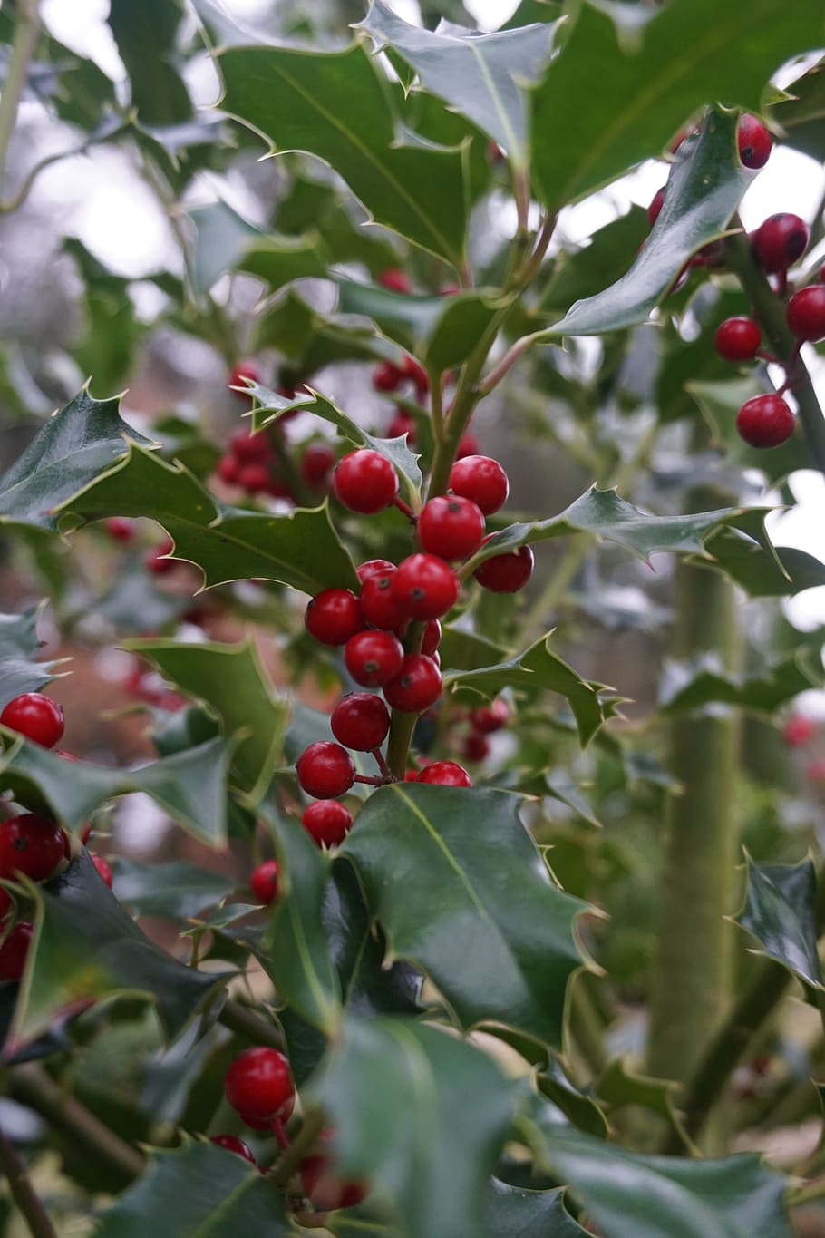 tree, branch, bloom, winter, plant, berry, flower, always shrub HD wallpaper