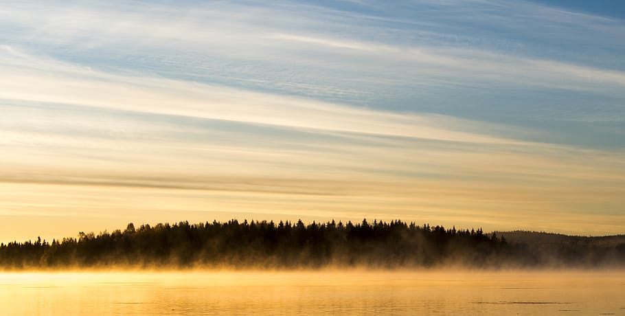 tree, sky, scenics - nature, sunset, tranquil scene, forest HD wallpaper