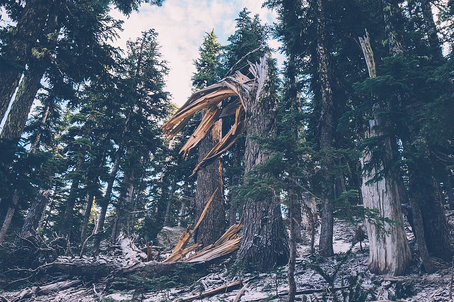 forest, trees, woods, broken tree, branches, nature, plant HD wallpaper