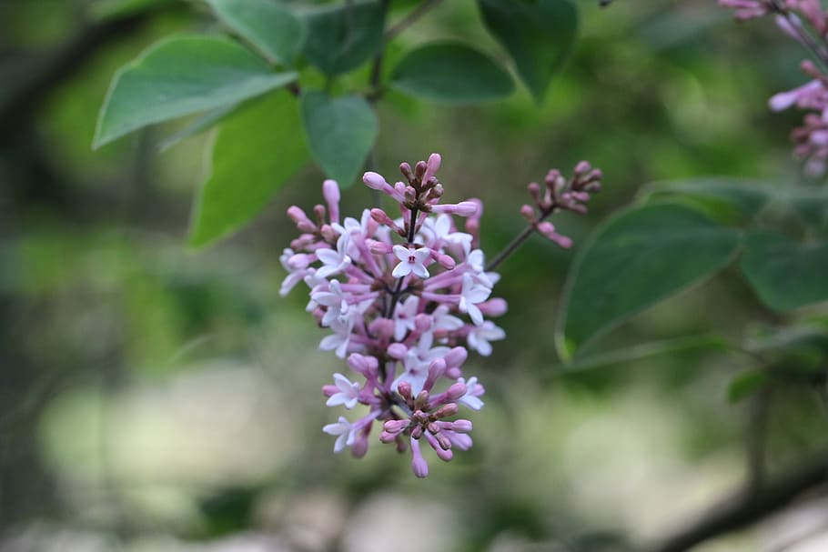 lilac, shrub, flower, spring, garden, branches, fragrant, syringa HD wallpaper