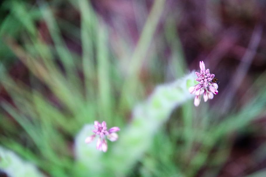 Selective Focus Photography of Flower Buds, beautiful, bloom HD wallpaper
