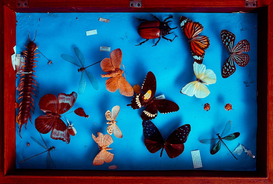 Multicolored Butterflies Taxidermy, art, bugs, butterfly, centipede, HD wallpaper