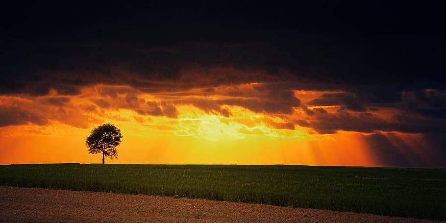 Grass Field Wallpaper, backlit, clouds, cropland, dawn, daylight HD wallpaper