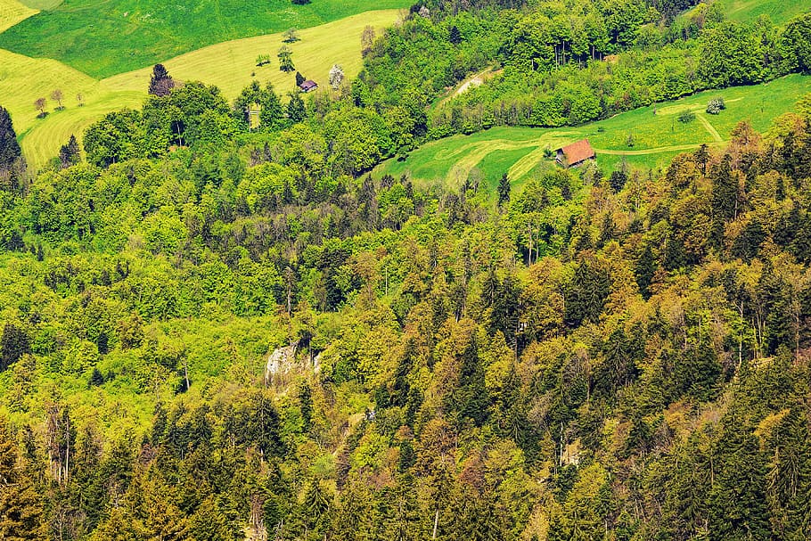 plant, tree, green color, scenics - nature, beauty in nature HD wallpaper