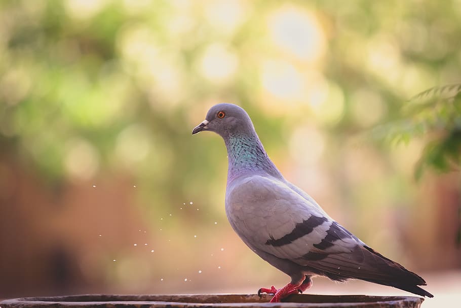 gray rock dove, bird, animal themes, animal wildlife, animals in the wild HD wallpaper