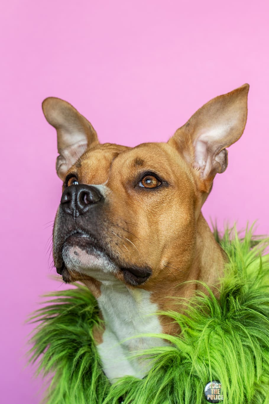 brown boxer dog, mammal, animal themes, one animal, domestic animals HD wallpaper