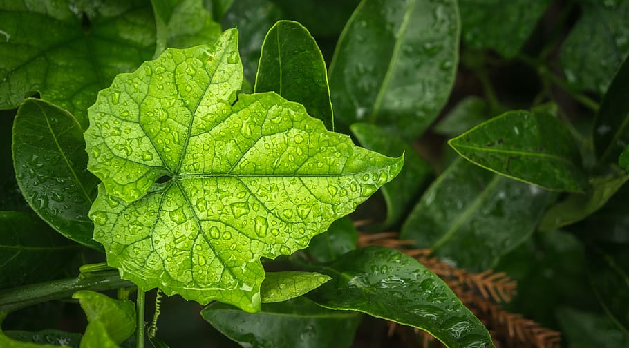 leaf, plants, nature, green, the leaves, wet, dew, water, raindrops HD wallpaper