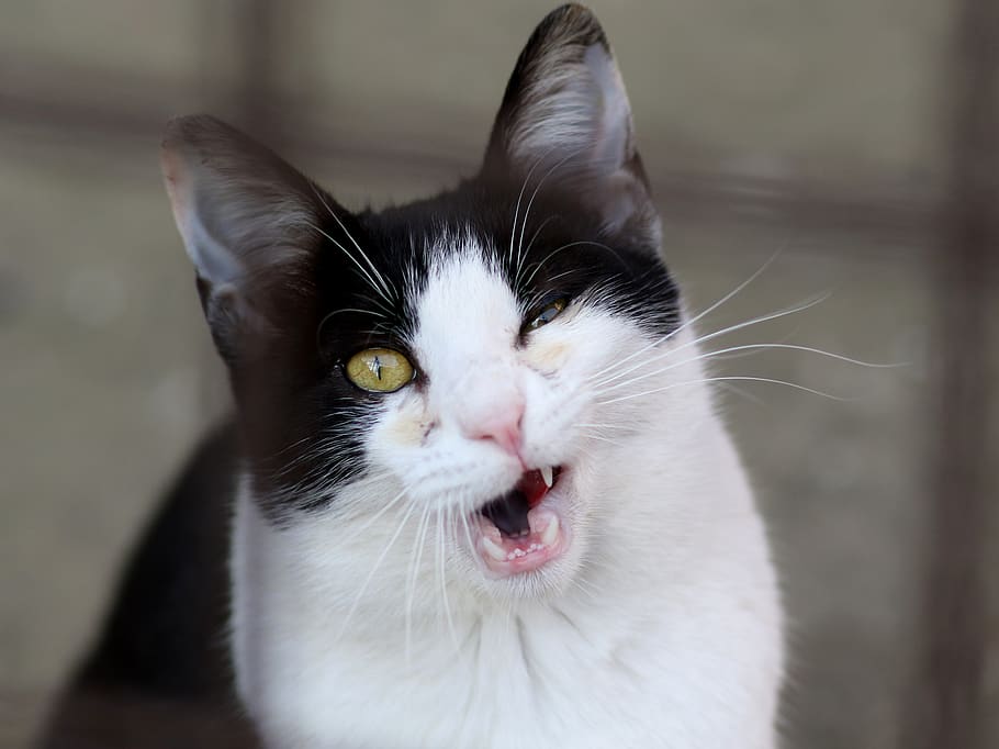 cat, white, black, fur, feline, cute, tamed, funny, teeth, animal themes HD wallpaper