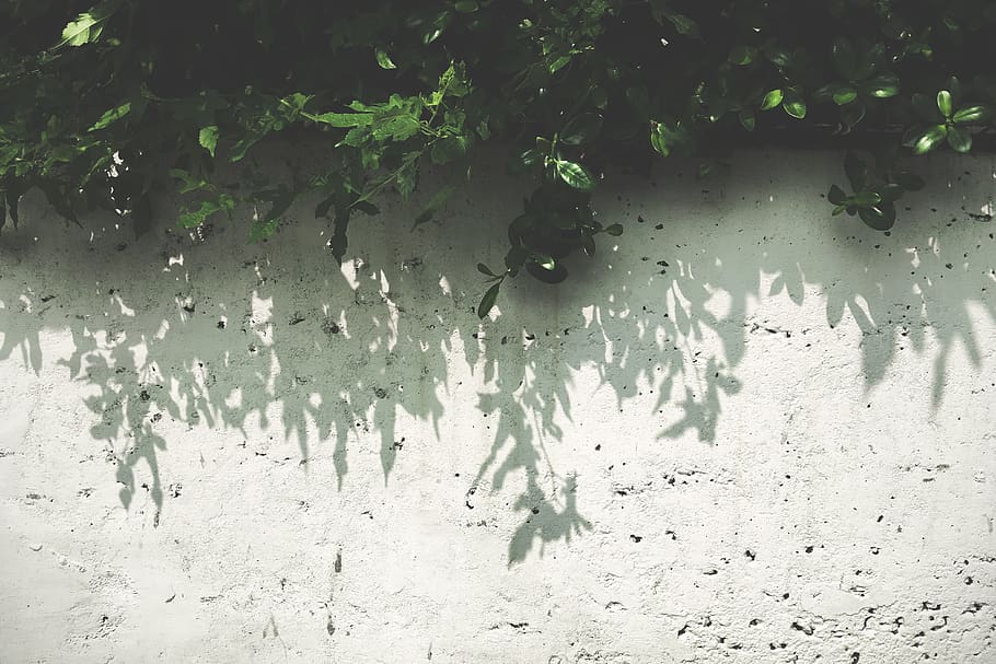 Green Leaf Photo, color, daylight, environment, light and shadow HD wallpaper