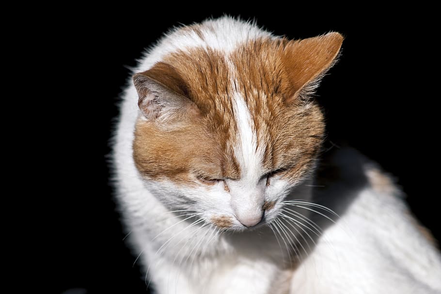 cat, mammal, animal, animal themes, one animal, pets, domestic animals HD wallpaper