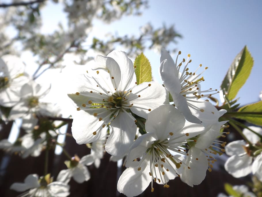 blossom, tree, white, cherry tree, branch, flowers, garden HD wallpaper