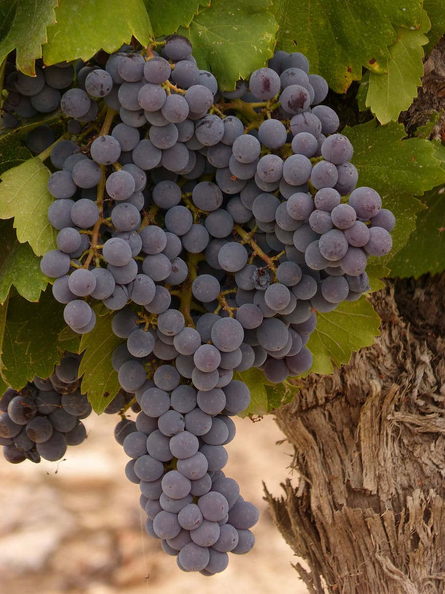 grape, cluster, vine, wine, priorat, strain, viticulture, growth HD wallpaper