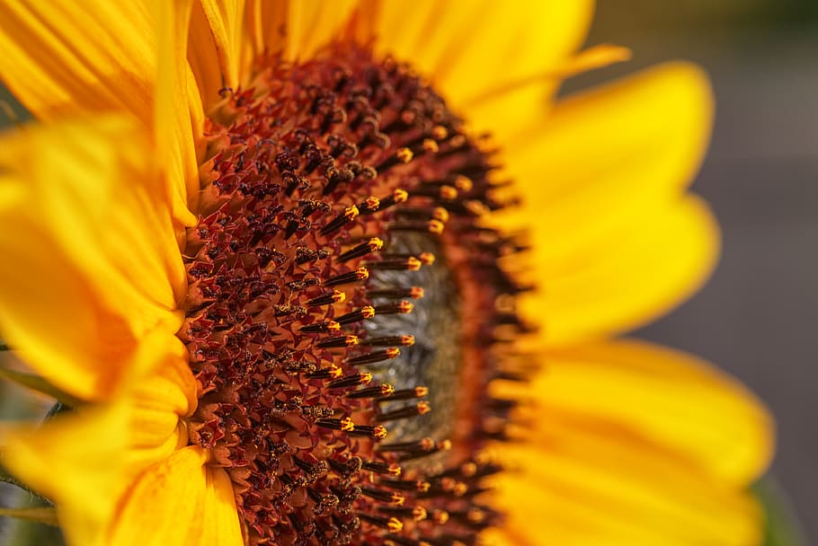 sunflower, flora, yellow, freshness, flowering plant, vulnerability HD wallpaper