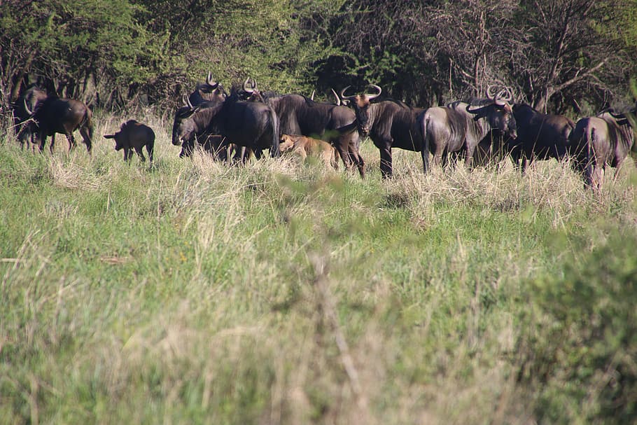 Photo of Buffalos in the Field, animals, daylight, environment HD wallpaper