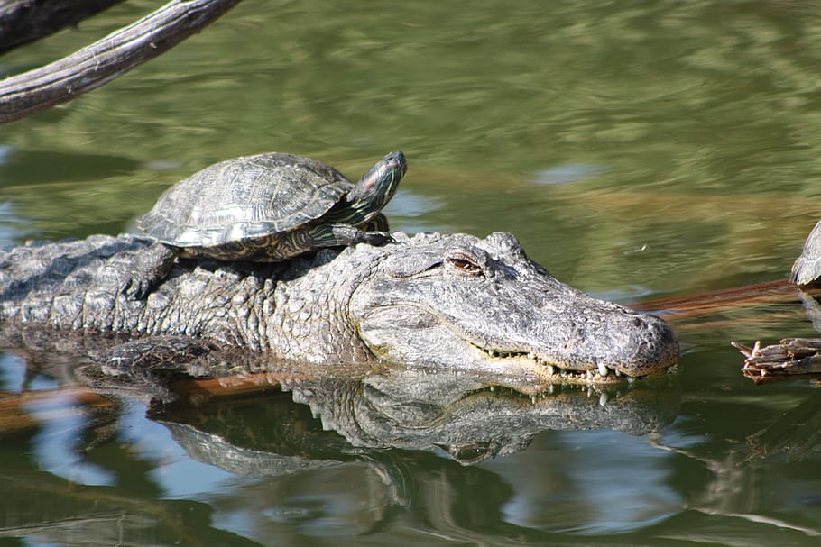 alligator turtle, animal themes, animal wildlife, vertebrate HD wallpaper