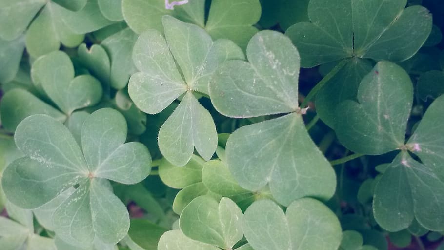 leaves, forest, leaf, plant part, growth, green color, close-up HD wallpaper