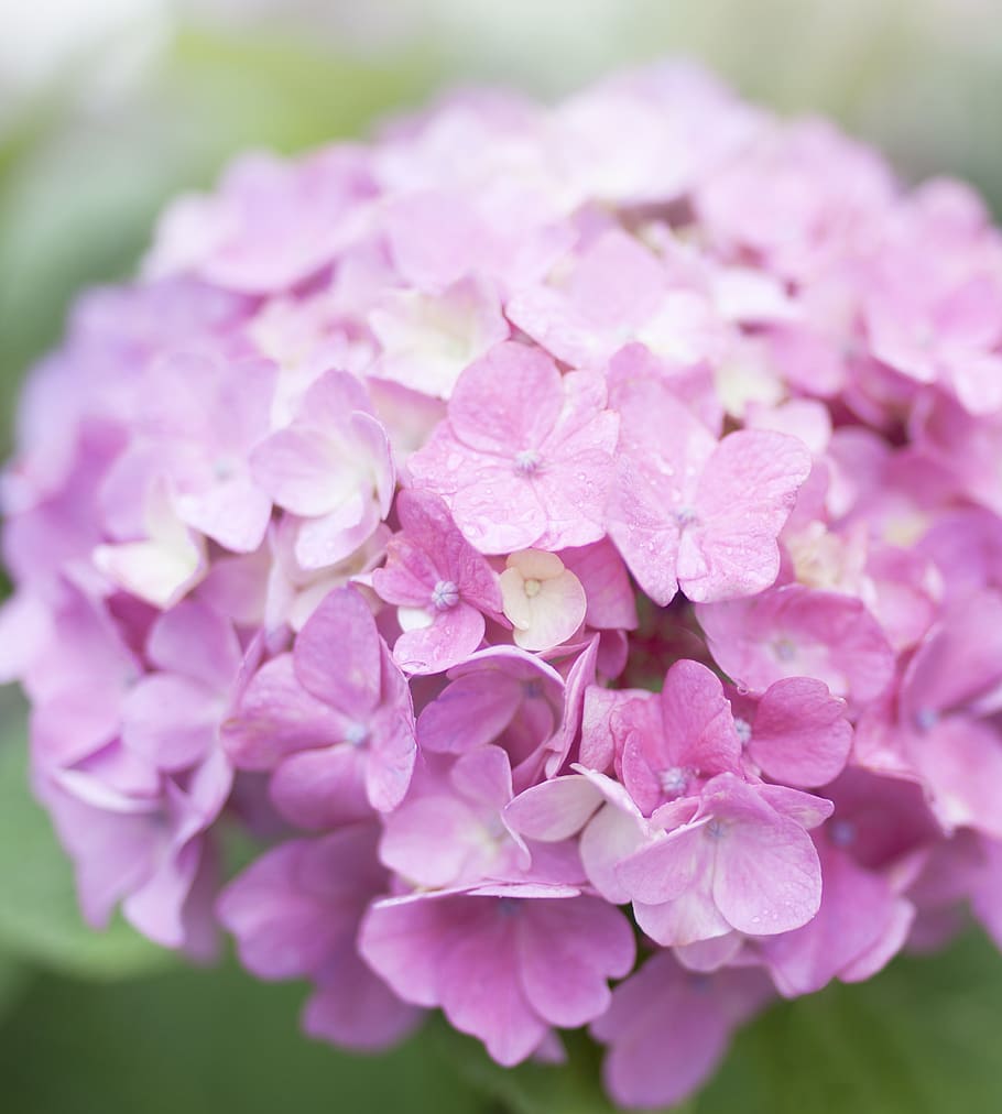 flower, flowering plant, beauty in nature, freshness, pink color HD wallpaper