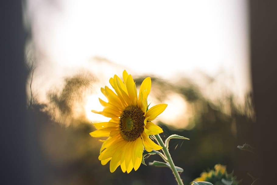 Sunflower, bloom, blossom, flora, macro, petals, plant, yellow HD wallpaper