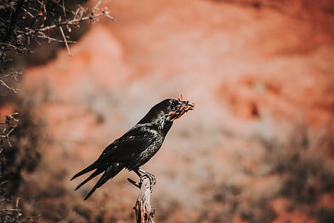 black bird, animal, blackbird, agelaius, beak, soil, crow, outdoors HD wallpaper