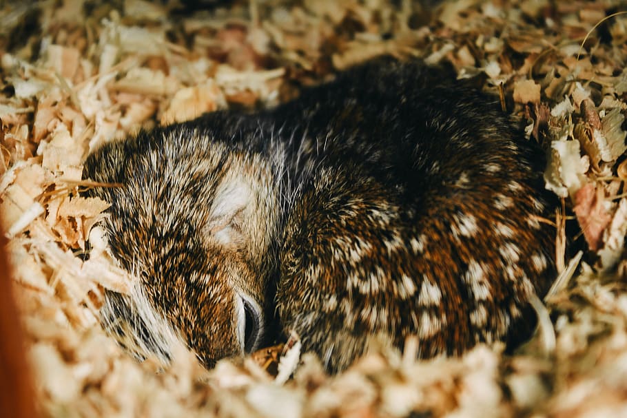 brown rabbit, animal, hedgehog, mammal, macuiltépetl ecological park HD wallpaper