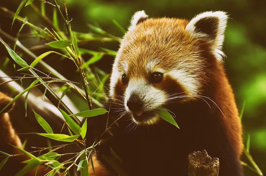 panda, red panda, bear cat, ailurus fulgens, predator, mammal, HD wallpaper