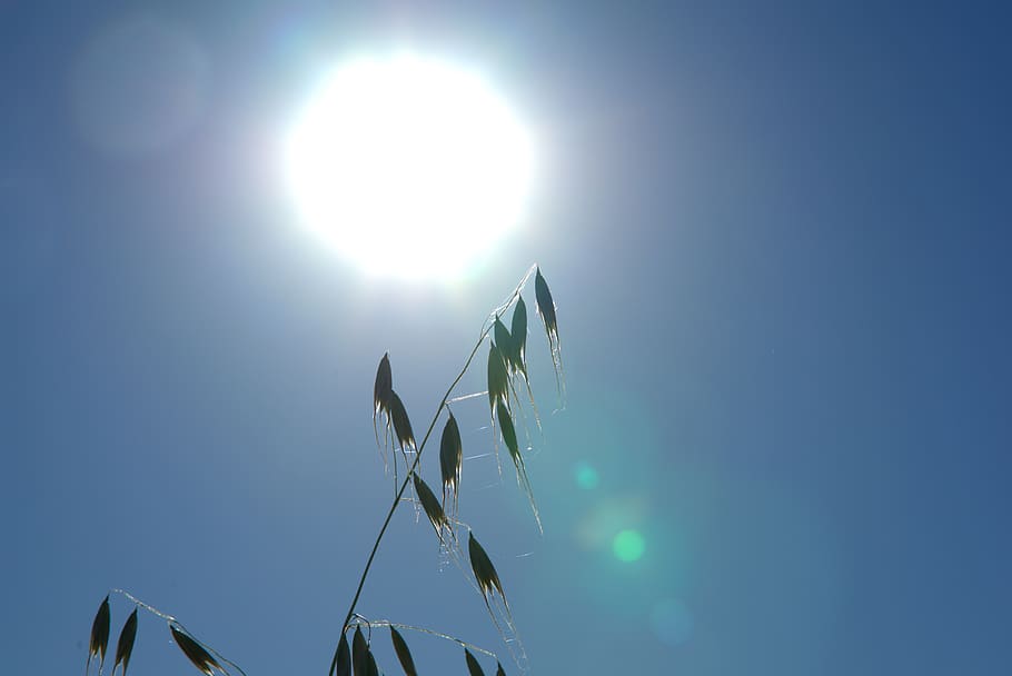 sun, oats, sky, summer, reflection, nature, grain, sunrise HD wallpaper