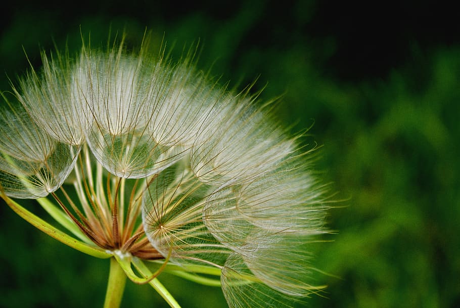 nature, summer, flora, grass, flower, outdoors, bright, dandelion HD wallpaper